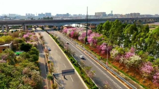 芳村这片紫荆花海,已盛开! | 早安,荔湾