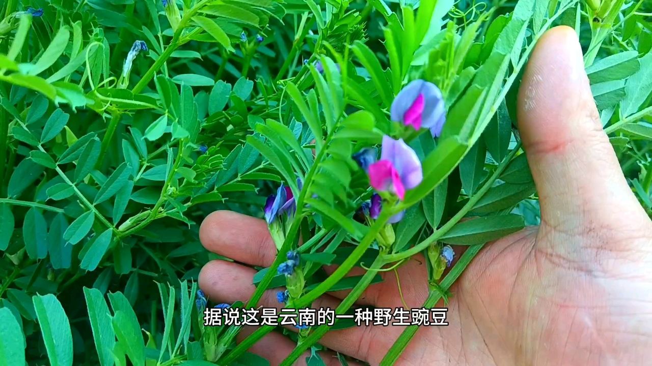 云南的野生豌豆,花朵漂亮鲜艳,果实美味,老人听说补肾