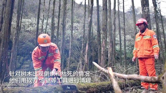 重庆黔江:守护武陵山区万亩绿