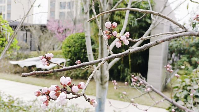 匠心焕新 质敬美好|康桥悦生活春季焕新行动之绿化养护