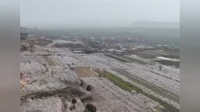 山西芮城:春风送暖,漫山遍野杏花开