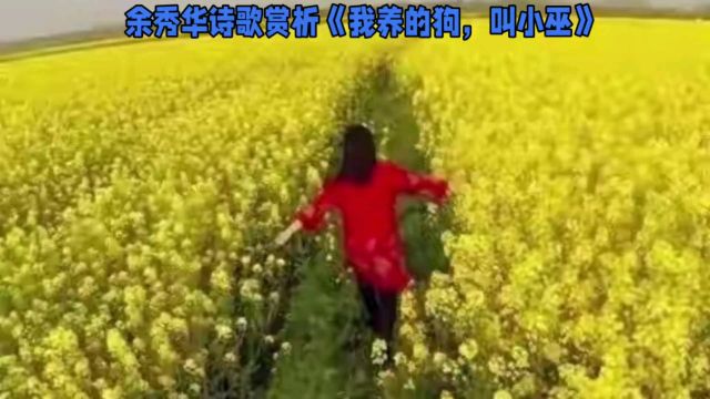 余秀华诗歌赏析《我养的狗,叫小巫》