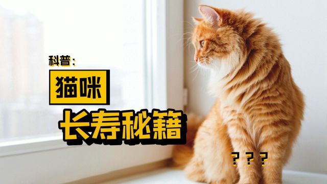 猫咪健康长寿的秘密,被我发现了!