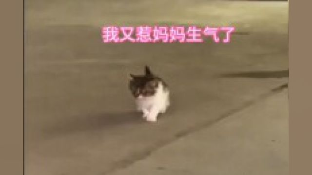 流浪猫妈妈的故事,太感人了