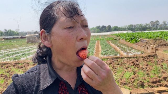 儿媳带婆婆去摘草莓,新鲜又大又红的草莓,边摘边吃真过瘾