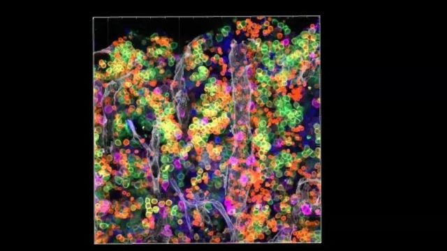 血液是怎么生产的?科学家终于看清了!最新《自然》揭开骨髓造血的真相