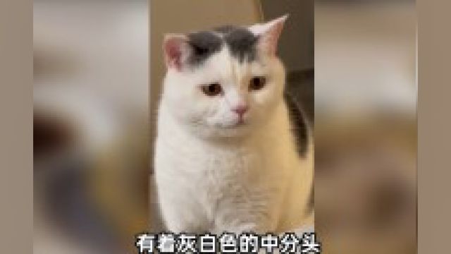 捂嘴烧猫,漂移小猫出自哪里? 捂嘴烧猫 漂移小猫 长猫