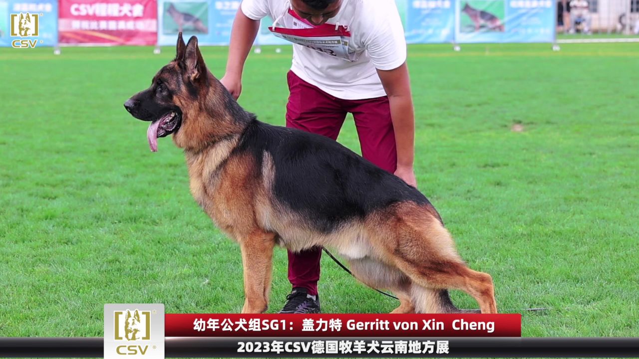 2023年csv德国牧羊犬云南地方展幼年公犬组sg1犬只讲评