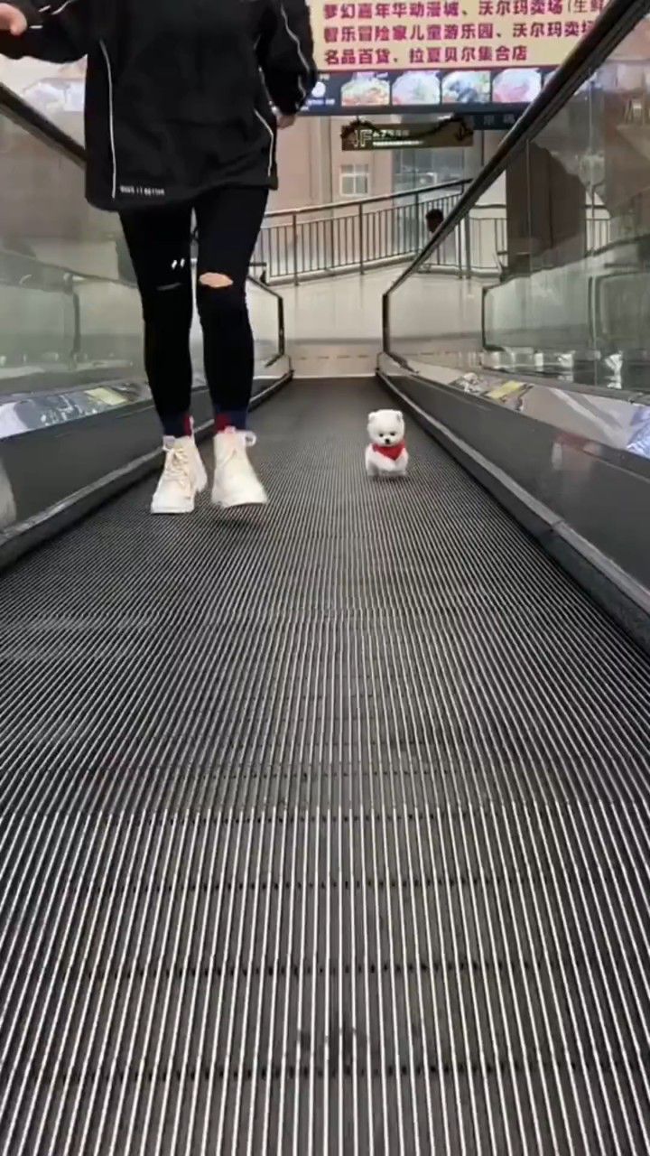 这只正在歪头卖萌的狗狗,是一只茶杯犬