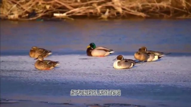 来这里,看高颜值水鸟!