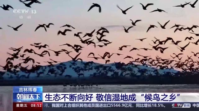 候鸟北归来 走兽入林间 一起看敬信湿地中的“鸟兽江湖”