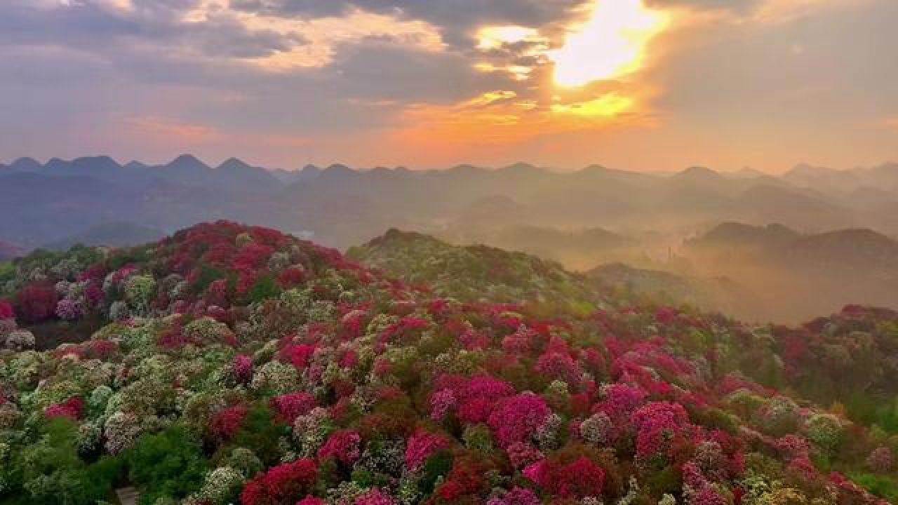 回去再慢慢调#百里杜鹃 #龙杰影像#满山遍野映山红 #藏在贵州的春天