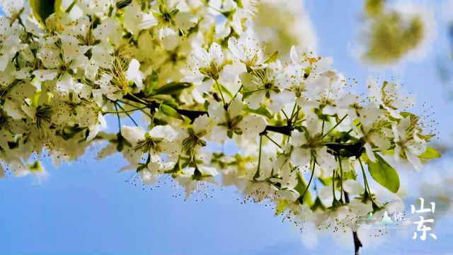 春光无限好!枣庄山亭李子花悄然绽放,一簇簇挂满枝头,洁白如雪