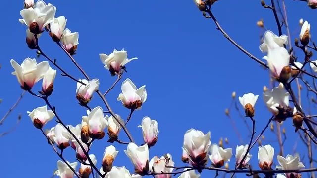 临沂市平邑县:玉兰花开 绽放春日之美