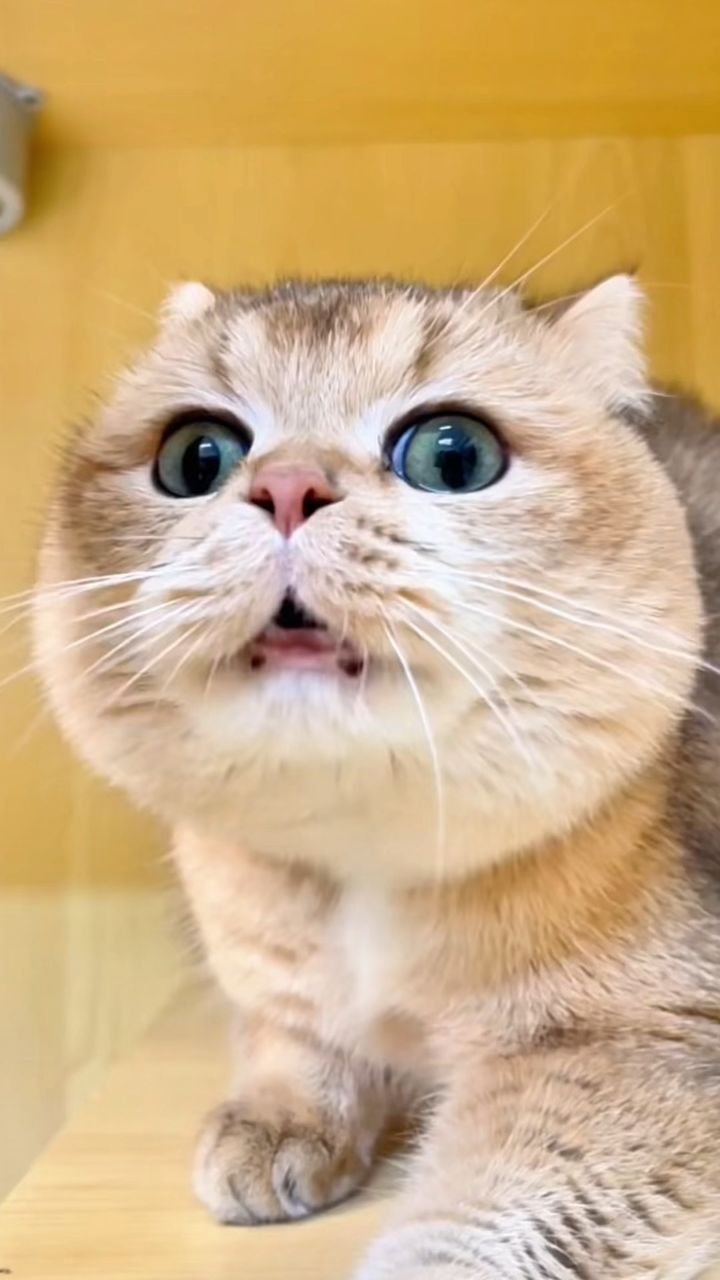 当你遇见如唐僧似的碎嘴子小猫,阁下又该如何应对?