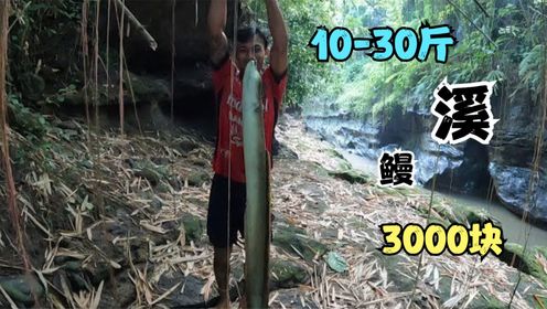 东南亚丛林溪流里,当地高手下陷阱抓十斤河鳗,市场价格相当贵