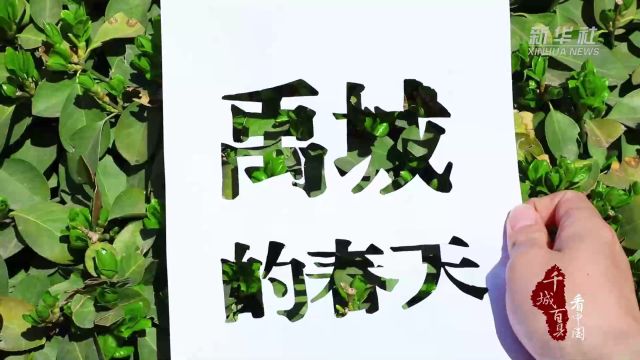 千城百县看中国 | 山东禹城:繁花盛开季 赏花正当时