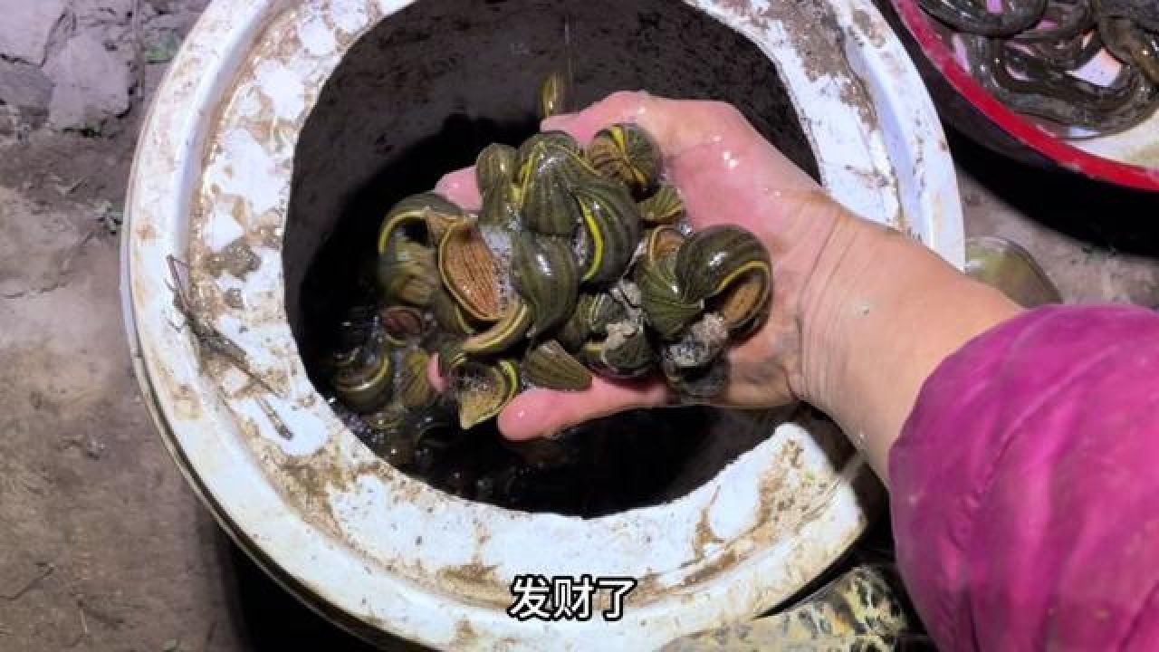 几百块一斤的蚂蟥,半小时就搞好几斤 #我的乡村生活 #户外 #农村生活