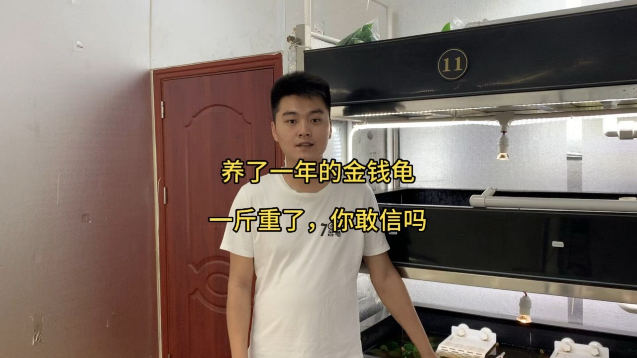 养了一年的金钱龟苗一斤重了,你敢信吗
