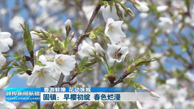 【春游蚌埠 花动珠城】固镇:早樱初绽 春色烂漫