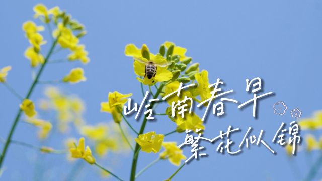 岭南春早,繁花似锦!邀你踏进广东的“花样”春天里