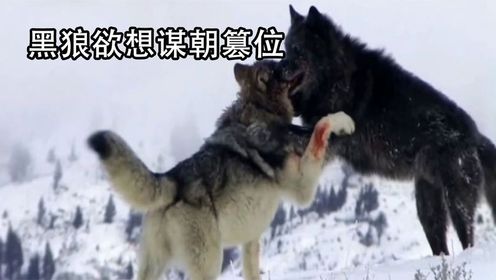 宠物解说：黑狼要篡夺王位，狼王对它展开猛烈的进攻，双方打得难解难分