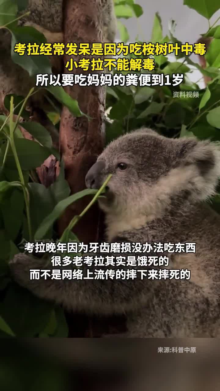 今日国土科普 考拉经常发呆是因为吃桉树叶中毒,小考拉不能解毒,所以