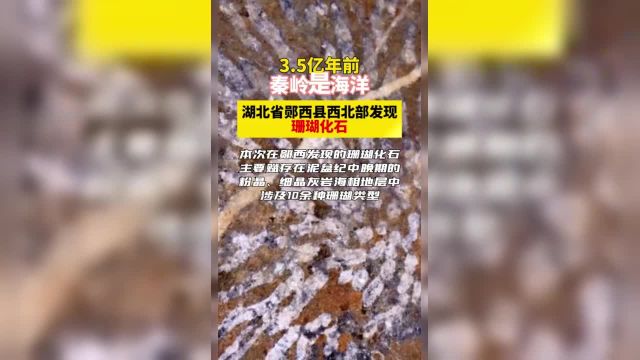 3.5亿年前秦岭是海洋!湖北省郧西县西北部发现珊瑚化石【编辑:李苏扬】