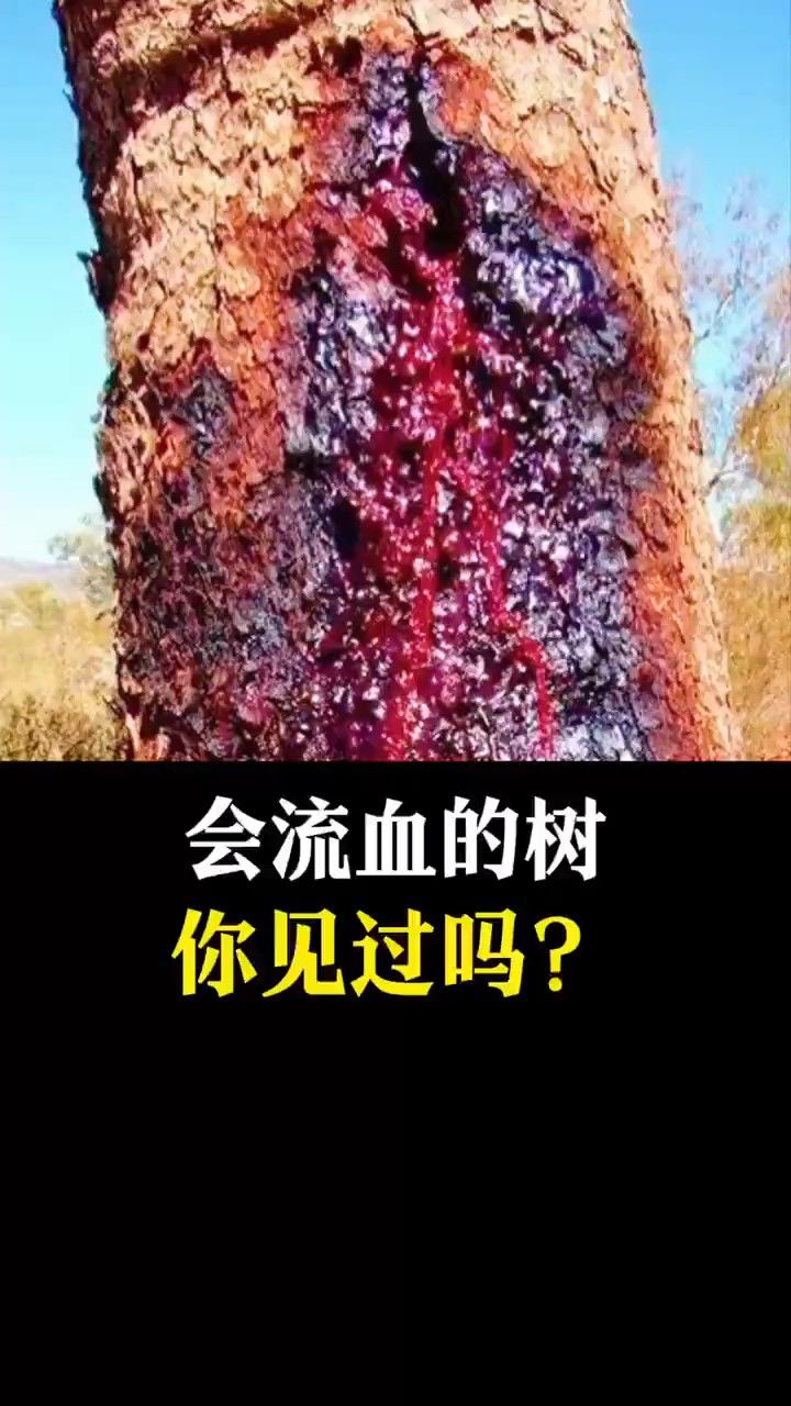 会流血的树你见过吗?