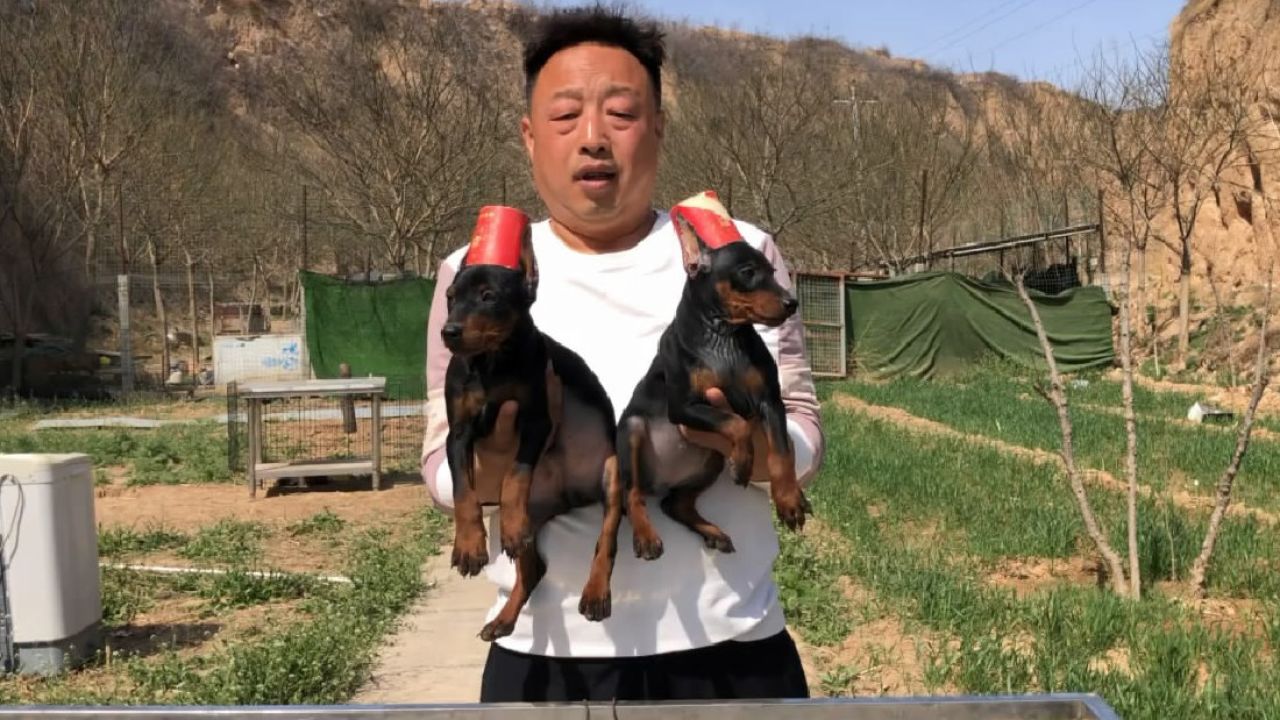 精品迷你杜宾犬4只,长相漂亮结构紧凑性格好,来欣赏品评下