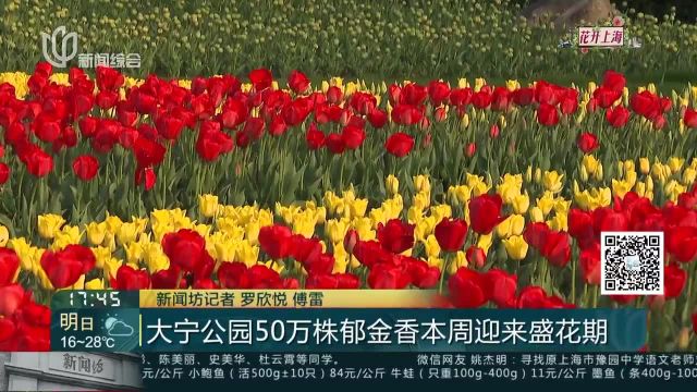 大宁公园50万株郁金香本周迎来盛花期