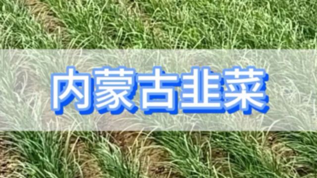 韭菜施肥内蒙古韭菜用爱施蔓蔓叶矿源黄腐酸钾,根系发达,提质增产,叶片肥厚有韧性