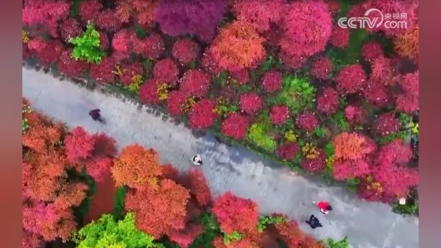 重庆巴南:红叶漫山,市民尽享美丽“枫”景