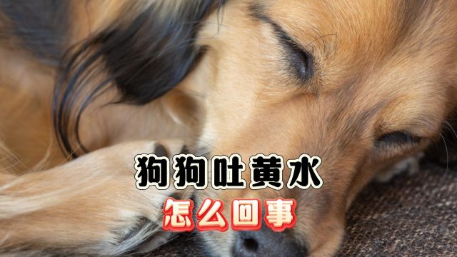 狗狗吐黄水?铲屎官一定要注意!