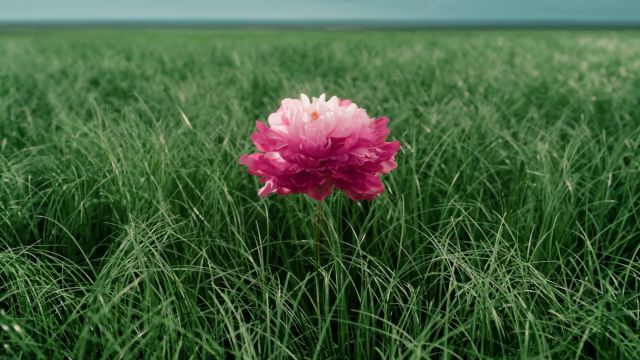 以蜂花檀香皂享誉国内外的百年品牌蜂花FLAUHRA,最近上线的品牌大片《蜂系女子》凭借超水准的创意高度和制作水准引网友追捧,一生寻香的满满新意.