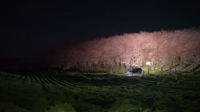 夜赏贵州平坝樱花,邂逅粉色梦境,浪漫至极