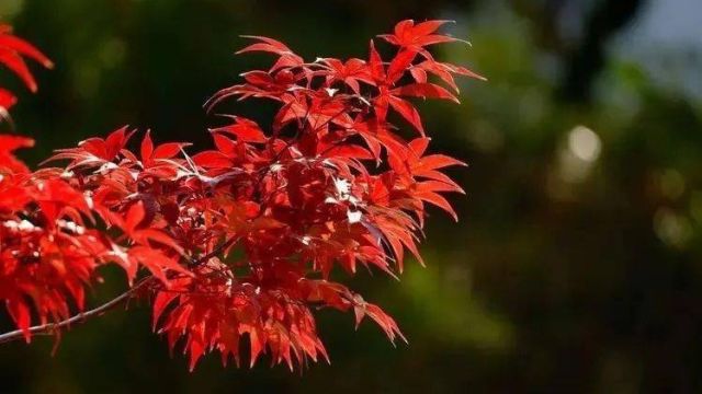 白居易的诗《秋雨夜眠》成功地刻画出一个安适闲淡的老翁形象