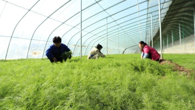 千城百县看中国|河北海兴:多刀茴香飘香致富路