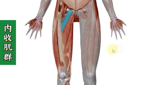 【内收肌群】3d解剖——大腿内侧痛,膝关节内侧痛!