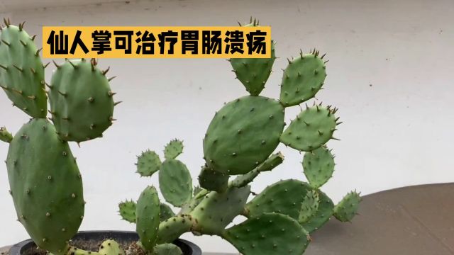 仙人掌药用全解析:从根到花,都是治病良药