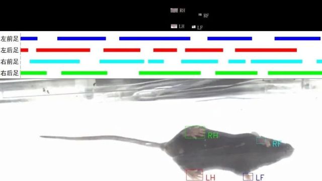 脑声常谈丨啮齿动物被动步态分析测试方法