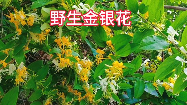 农村的野生金银花号称“清热解毒王”,晒干用来泡水价值高,遇见摘些回家吧