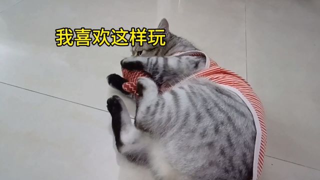 猫咪花样玩玩具真趣