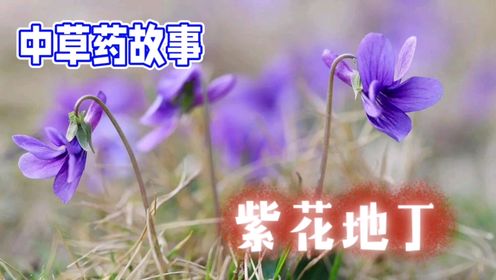 紫花地丁：两个花郎的幸福草