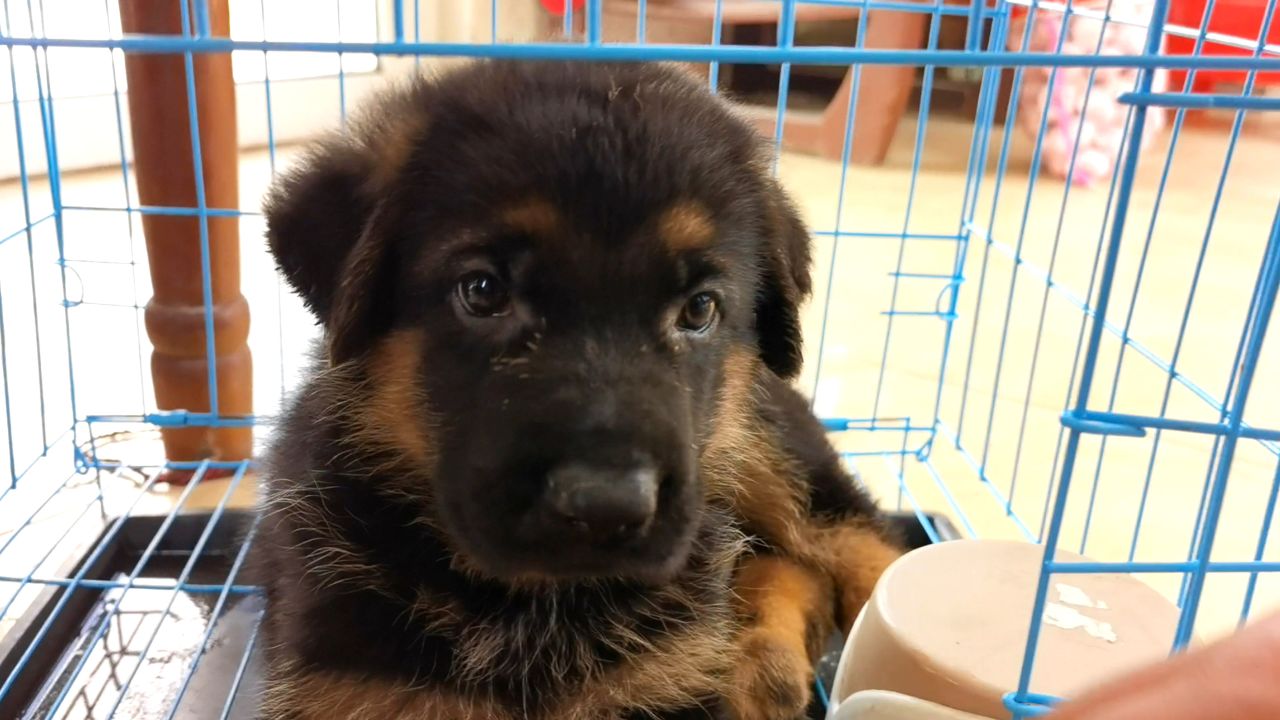 回忆过去看小旺小时候,40天的德牧又蠢又萌,回来被猫打得叽叽叫