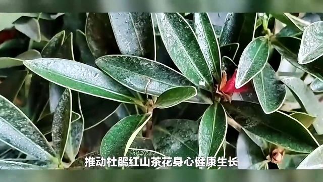 杜鹃红山茶花的养殖方法和注意事项,都有什么呢?