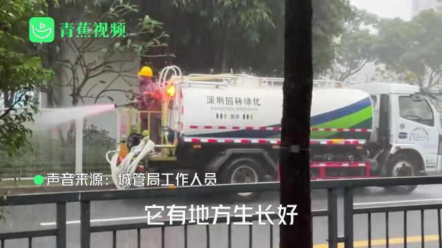 拍客丨深圳园林绿化暴雨天仍给绿化带浇水惹争议 城管局:是给淋不到雨的区域浇水