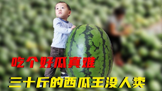 吃个好瓜真难!30斤的西瓜王没人卖!5毛钱的黑皮美人消失了! 