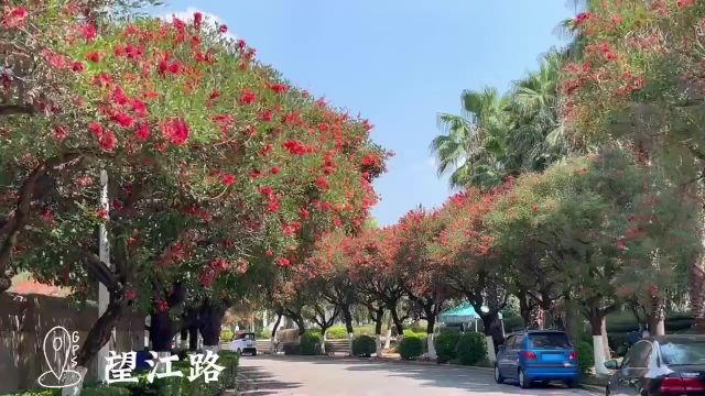 鲜艳夺目!昆明望江路600余株鸡冠刺桐开花啦