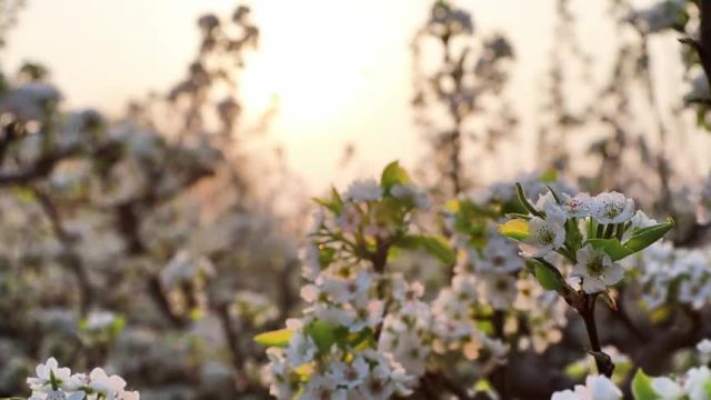 德州市宁津县:梨花经济里的富农“花样”